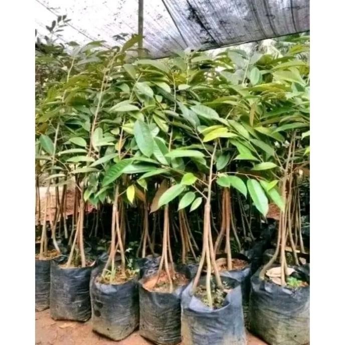 

Terlaris Bibit Tanaman Buah Durian Hitam//Oche Kaki 3