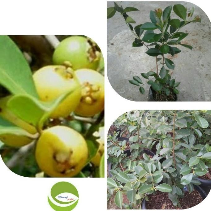 

Terlaris Bibit Pohon Buah Jambu Brazil Kuning/Cherry Guava Fres