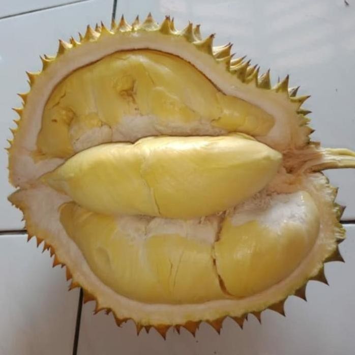 

Terlaris Bibit Durian Montong Kaki 3