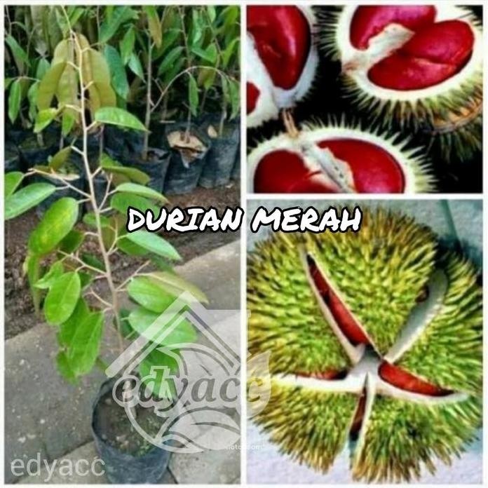 

Terlaris Benih Bibit Buah Durian Merah