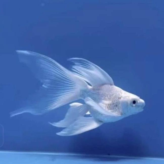 Terlaris Hiasan Aquarium Koi Hodielong Platinim Sb Butterfly Import