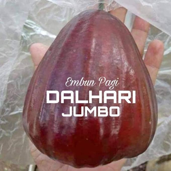

Terlaris Bibit Pohon Jambu Dalhari Jumbo