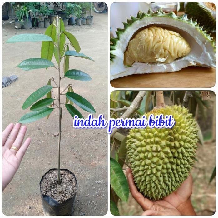 

Terlaris Bibit Tanaman Durian Tekha