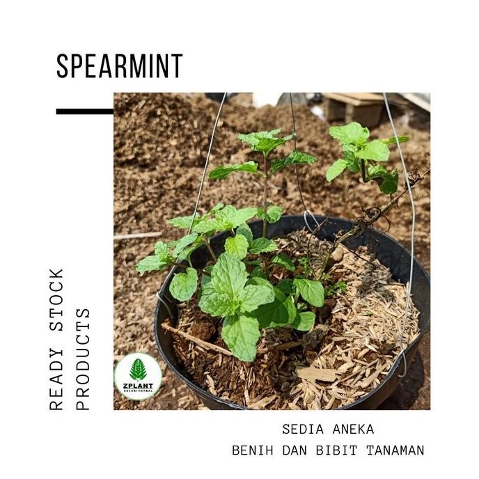 

Terlaris Bibit Tanaman Mint Spearmint - Daun Bahan Herbal - Pohon Obat Eeee