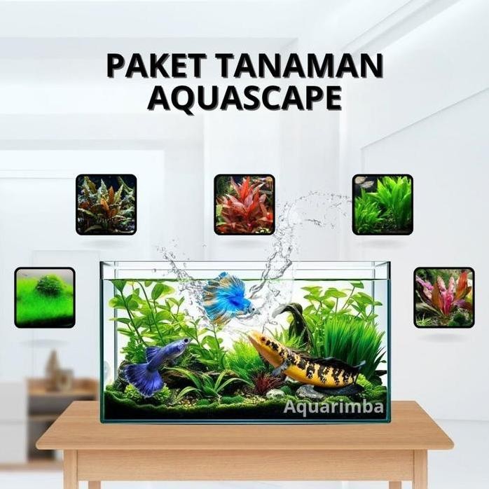 Terlaris Paket Dutch Style ( Tanaman Aquascape Tumbuhan Air Hidup Hiasan Dekorasi Pohon Rumput Aquar