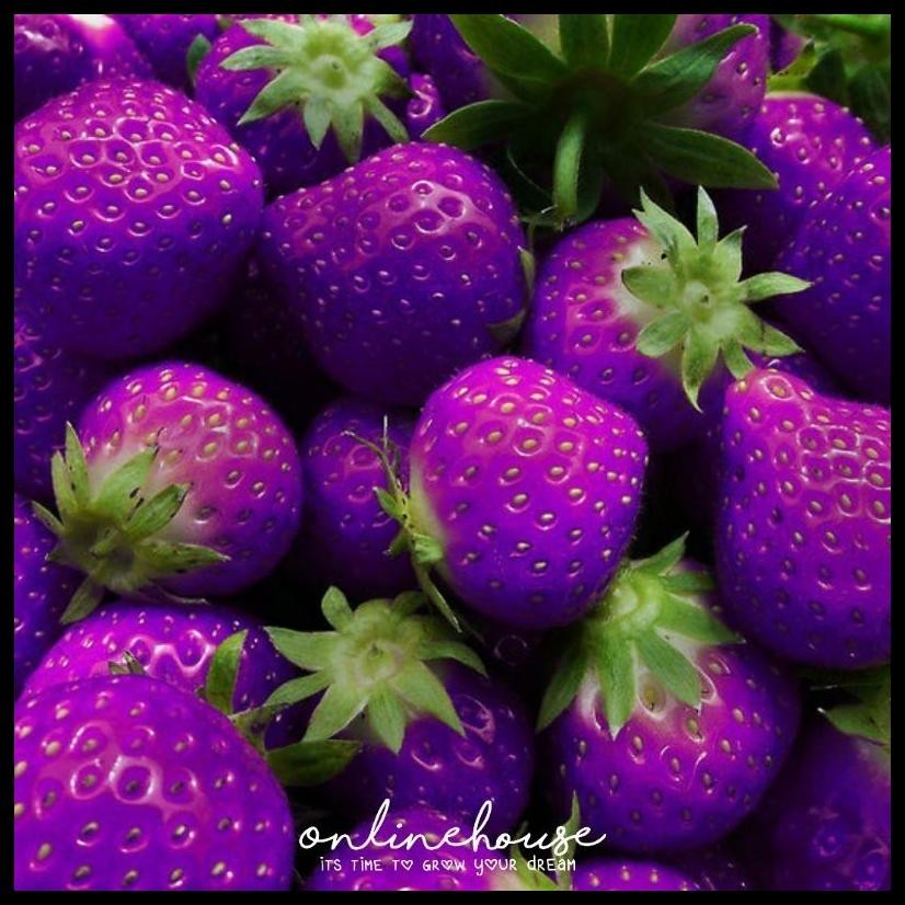 BENIH BIBIT BIJI STRAWBERRY UNGU LANGKA