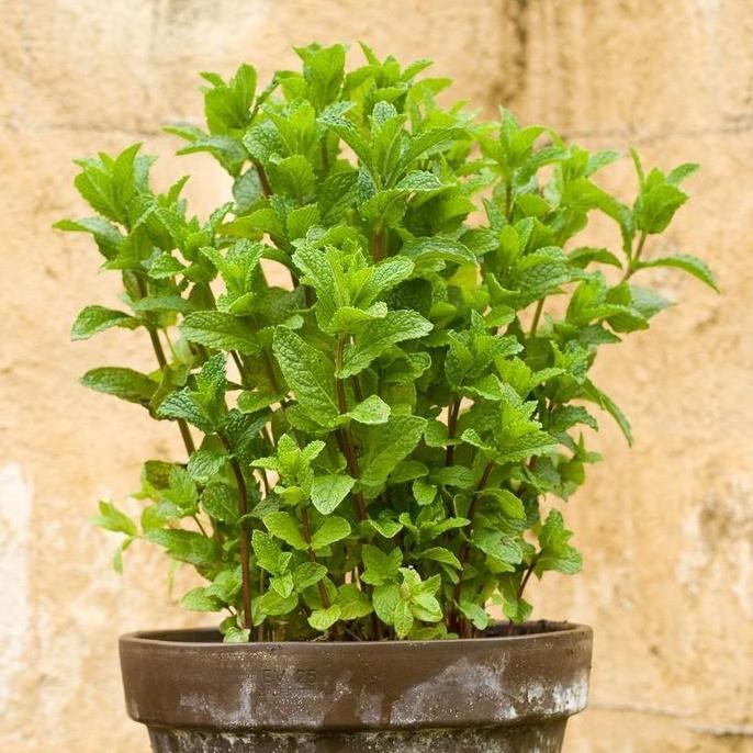 

Terlaris Tanaman Hidup Daun Mint-Bibit Daun Mint