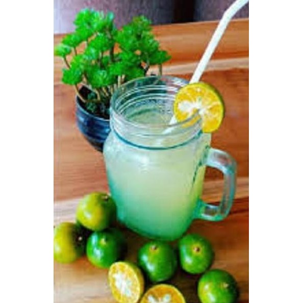 

Terlaris Tanaman Bibit Jeruk Nipis Borneo