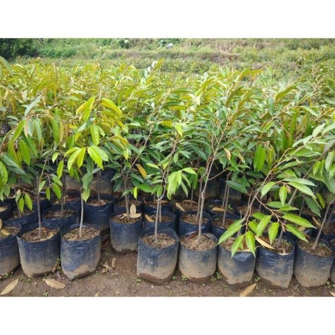 

Terlaris Bibit Tanaman Buah Durian Duri Hitam