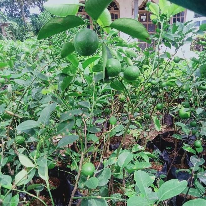 

Terlaris Muurah!! Bibit Tanaman Jeruk Nipis Pohon Jeruk Nipis Berbuah