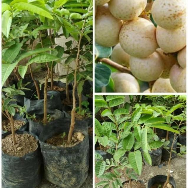 

Terlaris Bibit Kelengkeng Aroma Durian