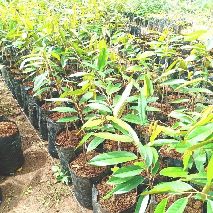 

Terlaris Bibit Tanaman Buah Durian Musang King Kaki 3 Murah Kualitas Super Aa88