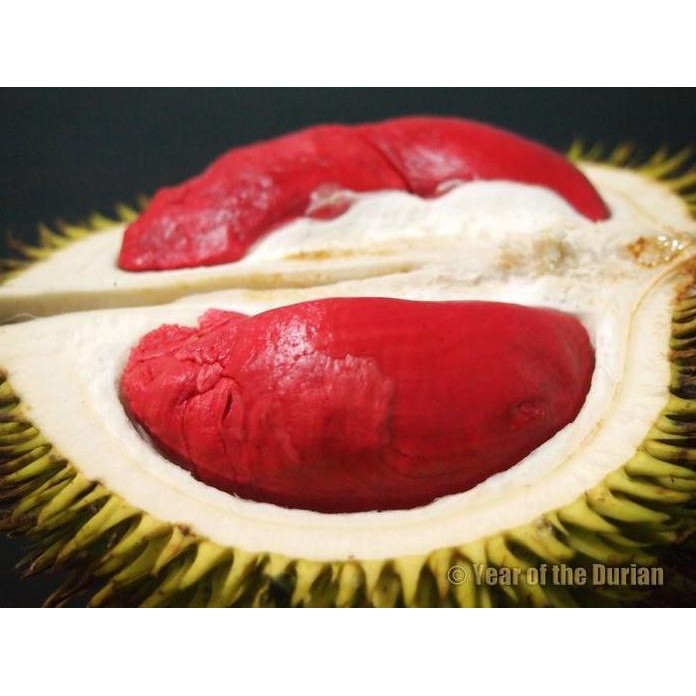 

Terlaris Bibit Durian Merah Unggul, Unik Dan Rasa Super Manis | Gbb