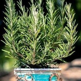

Terlaris Bibit Bunga Rosemary