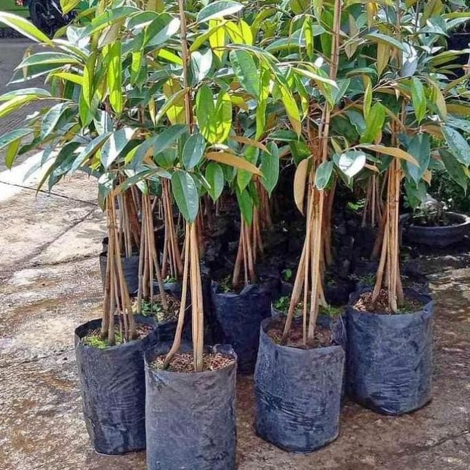 

Terlaris Ready Bibit Durian Kaki 3 Musangking Bawor Durihitam Monthong Okulasi