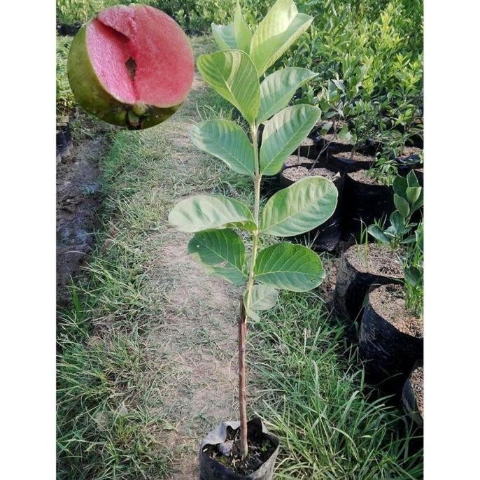 

Terlaris Bibit Jambu Kristal Merah Unggul Murah