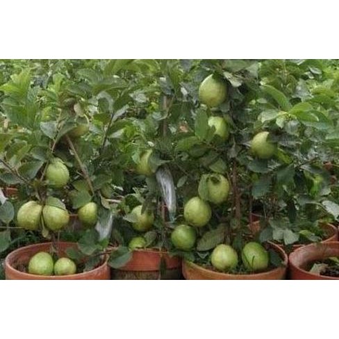 

Terlaris Tanaman Bibit Buah Jambu Kristal Putih Cepat Berbuah Tambulampot Fres