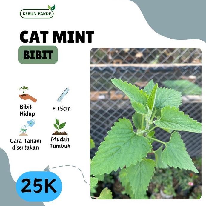 

Terlaris Bibit Tanaman Daun Mint | Cat Mint - Catnip | Untuk Kucing | Siap Tanam