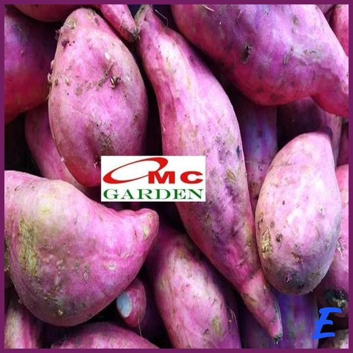 

| OMO | UBI JALAR KETELA RAMBAT KUNING UNGU BIBIT TANAMAN HUWI POTATO 2030