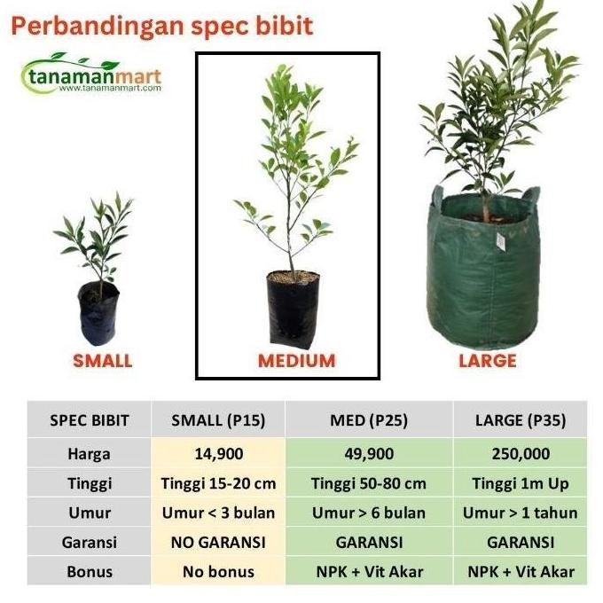 

Terlaris Ready !!! Bibit Tanaman Buah Jeruk Nipis Unggul, Murah, Bergaransi Murah