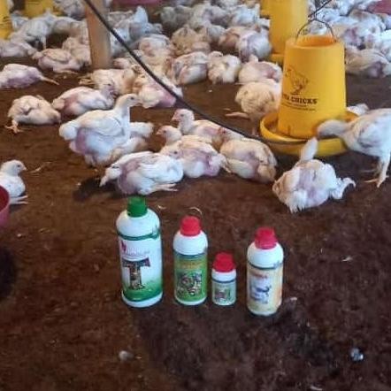 

Terlaris Vitamin Penggemuk Kambing Domba Sapi Kerbau Babi Obat Ternak Ayam Bebek Entok Angsa Burung Puyuh Suplemen Terbaik Terlaris Lele Nila Mujaer Viterna 500 Cc Tapro 1000 Cc Poc Nasa 500 Cc Hormonik 100 Cc Paket Cepat Besar Untuk Pembibitan Ikan Udang