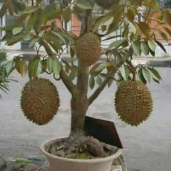 

Terlaris Bibit Buah Durian Montong Bisa Berbuah Dalam Pot(Bisa Tabulampot)