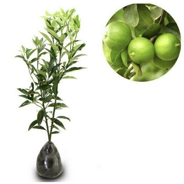 

Terlaris Bibit Jeruk Nipis Lfhhcq 0256Po