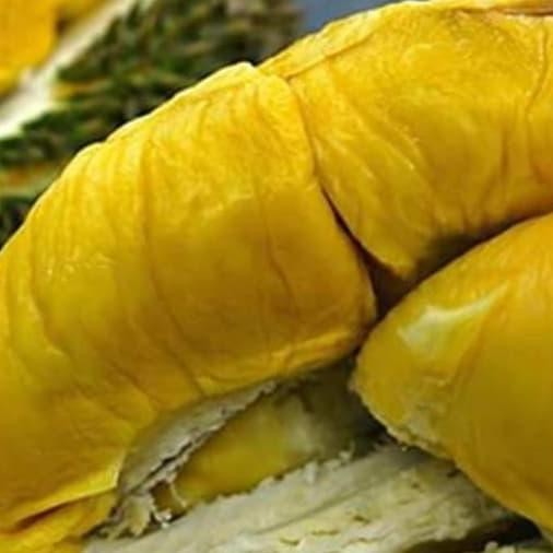 

Terlaris Bibit Pohon Durian Montong Kaki 3 Jumbo