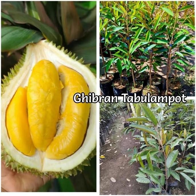 

Terlaris Promo Bibit Durian Tupai King 10 Pohon / Pohon Durian Tupai King