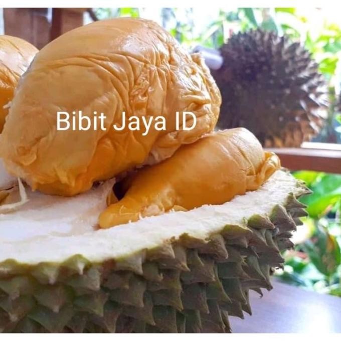 

Terlaris Bibit Durian Super Tembaga Kaki 3 Okulasi