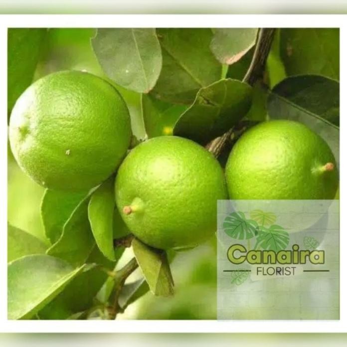 

Terlaris Bibit Tanaman Buah Jeruk Nipis Rmyvhs 3079Bt