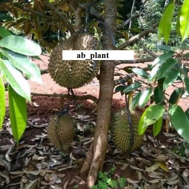 

Terlaris Bibit Durian Bawor Okulasi Kaki 3 Super Cepat Berbuah