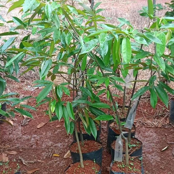 

Terlaris Bibit Durian Musang King Tinggi 150Cm