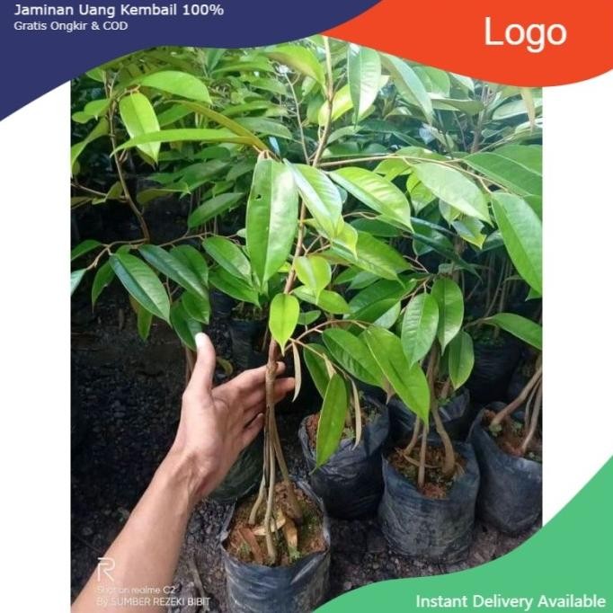 

Terlaris Bibit Durian Duri Hitam Kaki 3 Okulasi Cepat Berbuah