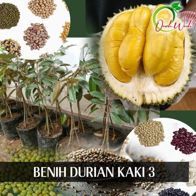 

Terlaris Bbt Durian Kaki 3 Premium / Benih Durian Kaki 3 Bibit Artificial