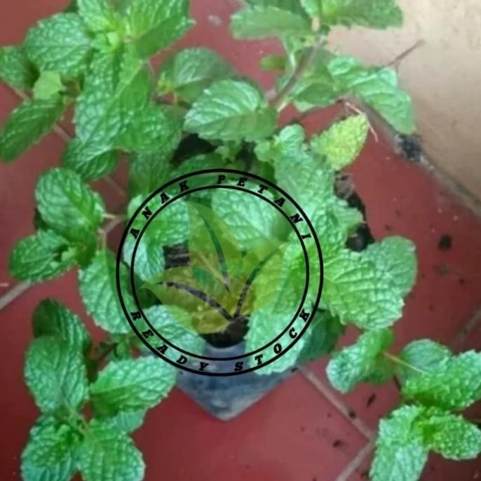 

Terlaris Bibit Tanaman Herbal Daun Spearmint Mint Mentha Eeee