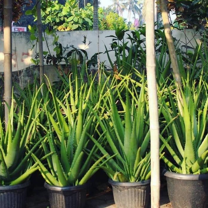 

Terlaris Tanaman Hias Bibit Lidah Buaya Pontianak Jumbo