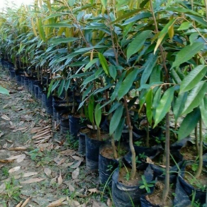

Terlaris Bibit Durian Musangking Tinggi 150Cm