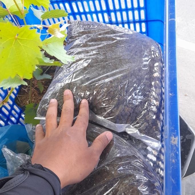 

Terlaris |Executive| Pupuk Kandang Kohe Kambing Sudah Matang Tinggal Pakai...