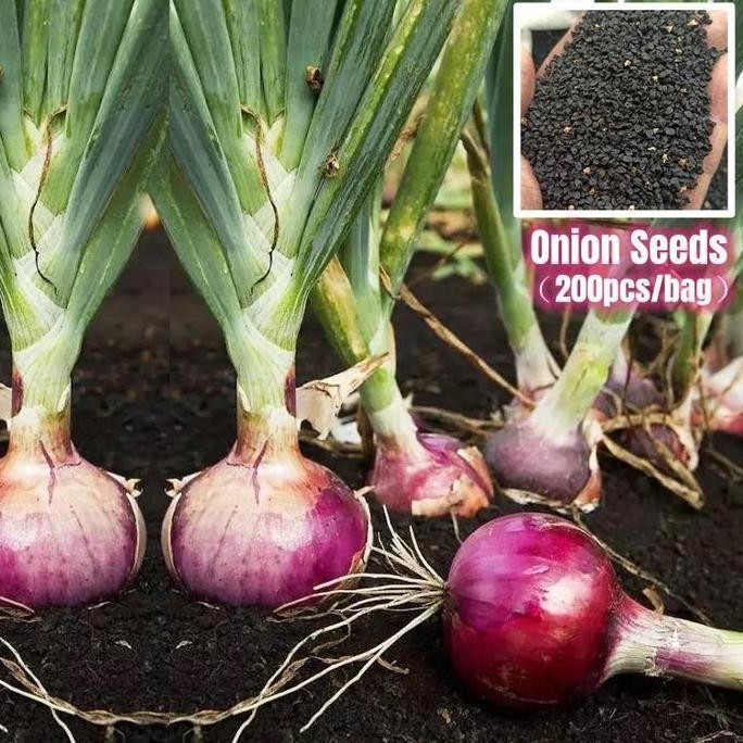 

Terlaris Terlaris Kwalitas Terjamin- Isi 50 Biji Benih Bawang Merah Bibit