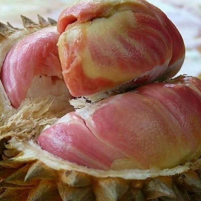 

Terlaris Bibit Tanaman Pohon Buah Durian Pelangi Okulasi Varietas Unggul