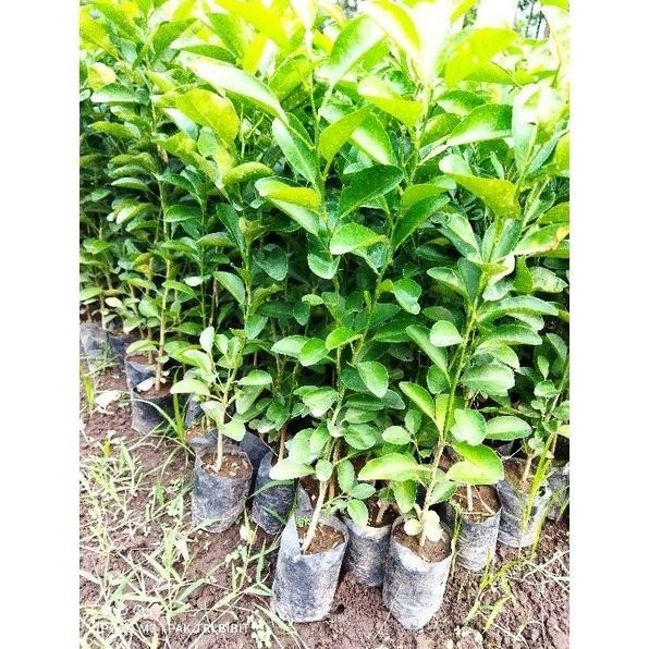 

Terlaris Bibit Tanaman Pohon Jeruk Nipis Hasil Okulasi Jaminan Asli