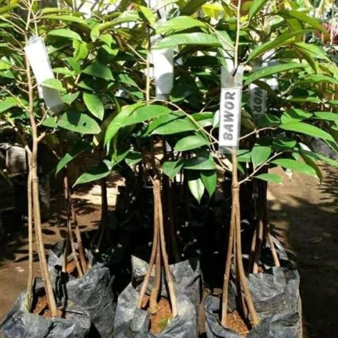 

Terlaris Bibit Durian Bawor Kaki 3 Okulasi