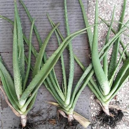 

Terlaris Bibit Tanaman Lidah Buaya / Tanaman Lidah Buaya.
