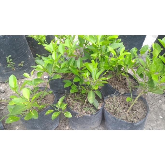 

Terlaris Bibit Tanaman Buah Jeruk Nipis Untuk Minuman Qqfvwa 3618Ur