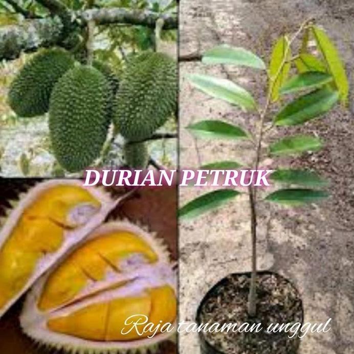 

Terlaris Benih Bibit Durian Petruk