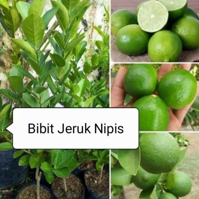 

Terlaris Bibit Pohon Jeruk Nipis Tanaman Buah Herbal Pp22 Bb50 Siap Berbuah