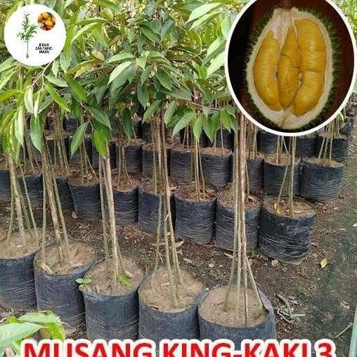

Terlaris Bibit Durian Musang King Ukuran 1, 5 Meter Kaki3