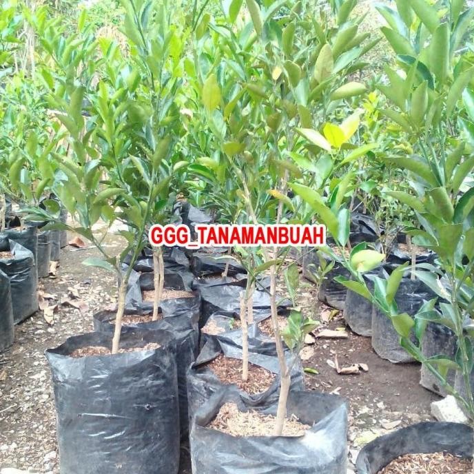 

Terlaris Bibit Jeruk Nipis Sudah Berbunga Tanaman Jeruk Nipis Sup Zxkfvx 6752Cf