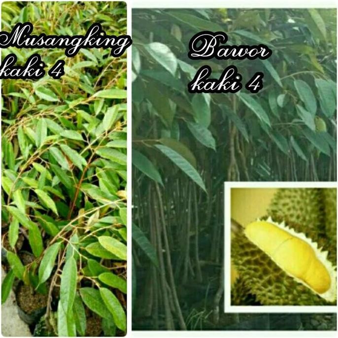 

Terlaris Paket 2 Batang Bibit Durian Bawor Kaki 4 & Musangking Kaki 4 Unggul
